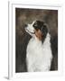 Australian Shepherd-Solveiga-Framed Giclee Print