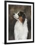 Australian Shepherd-Solveiga-Framed Giclee Print