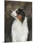 Australian Shepherd-Solveiga-Mounted Giclee Print