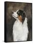 Australian Shepherd-Solveiga-Framed Stretched Canvas