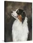 Australian Shepherd-Solveiga-Stretched Canvas