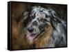 Australian Shepherd-Jai Johnson-Framed Stretched Canvas
