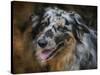 Australian Shepherd-Jai Johnson-Stretched Canvas