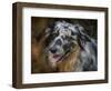 Australian Shepherd-Jai Johnson-Framed Premium Giclee Print