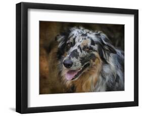 Australian Shepherd-Jai Johnson-Framed Premium Giclee Print