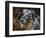 Australian Shepherd-Jai Johnson-Framed Premium Giclee Print