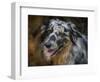 Australian Shepherd-Jai Johnson-Framed Premium Giclee Print