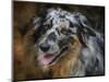 Australian Shepherd-Jai Johnson-Mounted Premium Giclee Print