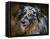 Australian Shepherd-Jai Johnson-Framed Stretched Canvas