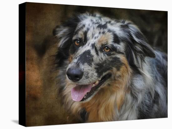 Australian Shepherd-Jai Johnson-Stretched Canvas