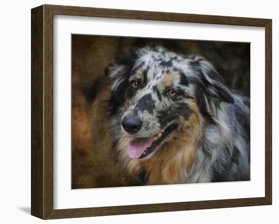 Australian Shepherd-Jai Johnson-Framed Giclee Print