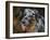 Australian Shepherd-Jai Johnson-Framed Giclee Print