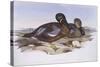 Australian Shoveler (Anas Rhynchotis), by John Gould-null-Stretched Canvas