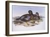 Australian Shoveler (Anas Rhynchotis), by John Gould-null-Framed Giclee Print