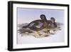 Australian Shoveler (Anas Rhynchotis), by John Gould-null-Framed Giclee Print