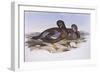 Australian Shoveler (Anas Rhynchotis), by John Gould-null-Framed Giclee Print