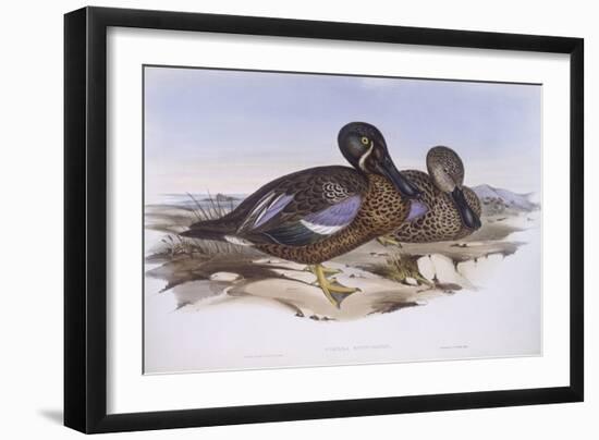 Australian Shoveler (Anas Rhynchotis), by John Gould-null-Framed Premium Giclee Print