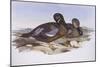 Australian Shoveler (Anas Rhynchotis), by John Gould-null-Mounted Premium Giclee Print