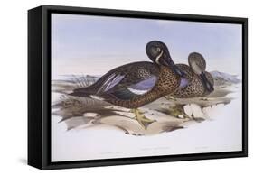 Australian Shoveler (Anas Rhynchotis), by John Gould-null-Framed Stretched Canvas