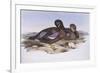 Australian Shoveler (Anas Rhynchotis), by John Gould-null-Framed Giclee Print