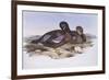 Australian Shoveler (Anas Rhynchotis), by John Gould-null-Framed Giclee Print