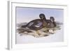 Australian Shoveler (Anas Rhynchotis), by John Gould-null-Framed Giclee Print