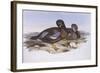 Australian Shoveler (Anas Rhynchotis), by John Gould-null-Framed Giclee Print