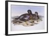 Australian Shoveler (Anas Rhynchotis), by John Gould-null-Framed Giclee Print