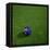 Australian Soccerball Lying on Grass-zentilia-Framed Stretched Canvas