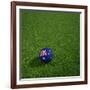 Australian Soccerball Lying on Grass-zentilia-Framed Art Print