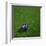 Australian Soccerball Lying on Grass-zentilia-Framed Art Print