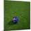 Australian Soccerball Lying on Grass-zentilia-Mounted Art Print