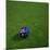 Australian Soccerball Lying on Grass-zentilia-Mounted Art Print