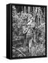 Australian Soldiers Patrolling the Jungle at Singapore before the Japanese Invasion-Carl Mydans-Framed Stretched Canvas