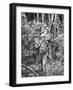 Australian Soldiers Patrolling the Jungle at Singapore before the Japanese Invasion-Carl Mydans-Framed Photographic Print