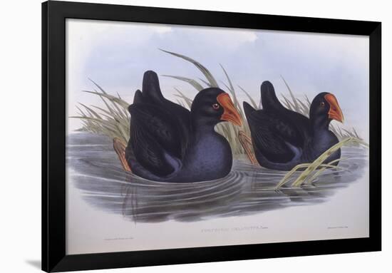 Australian Swamphen (Porphyrio Melanotus)-John Gould-Framed Giclee Print