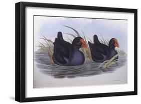 Australian Swamphen (Porphyrio Melanotus)-John Gould-Framed Giclee Print