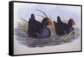 Australian Swamphen (Porphyrio Melanotus)-John Gould-Framed Stretched Canvas