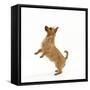 Australian Terrier Begging-null-Framed Stretched Canvas