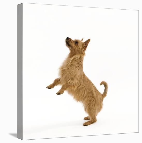 Australian Terrier Begging-null-Stretched Canvas