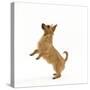 Australian Terrier Begging-null-Stretched Canvas