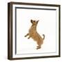 Australian Terrier Begging-null-Framed Photographic Print