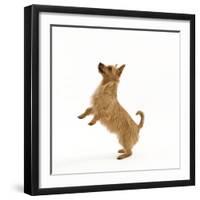 Australian Terrier Begging-null-Framed Photographic Print