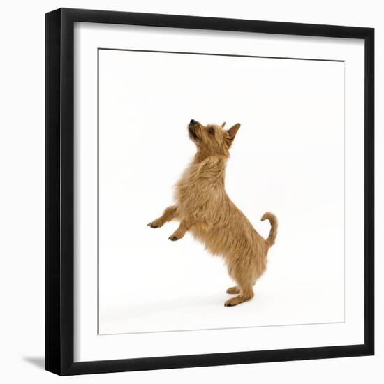 Australian Terrier Begging-null-Framed Photographic Print