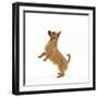 Australian Terrier Begging-null-Framed Photographic Print