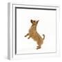 Australian Terrier Begging-null-Framed Photographic Print