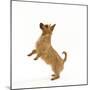 Australian Terrier Begging-null-Mounted Photographic Print