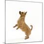 Australian Terrier Begging-null-Mounted Photographic Print