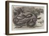 Australian Venemous Serpents Recently Added to the Collection of Reptiles in the Gardens of the Zoo-null-Framed Premium Giclee Print