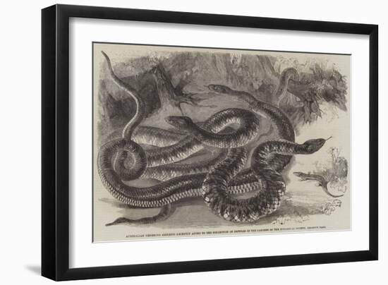 Australian Venemous Serpents Recently Added to the Collection of Reptiles in the Gardens of the Zoo-null-Framed Premium Giclee Print